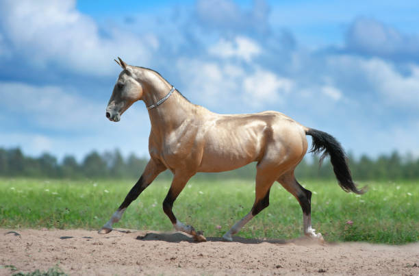 Akyel Horse
