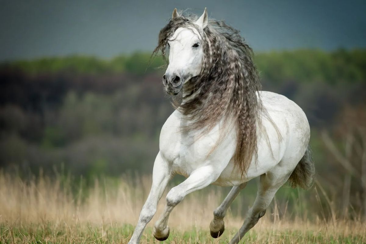 Andalusian Horse
