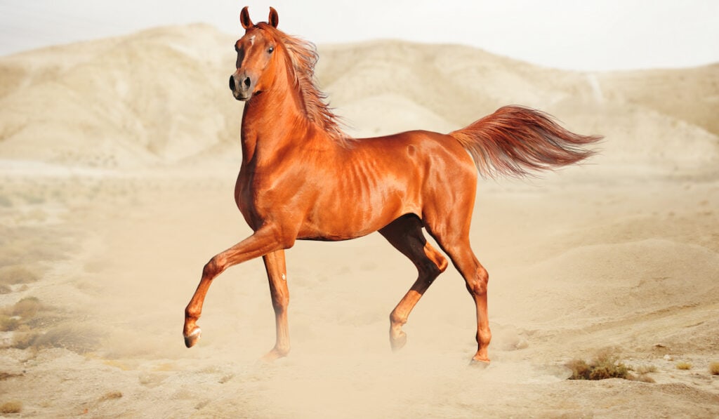 Arabian Horse