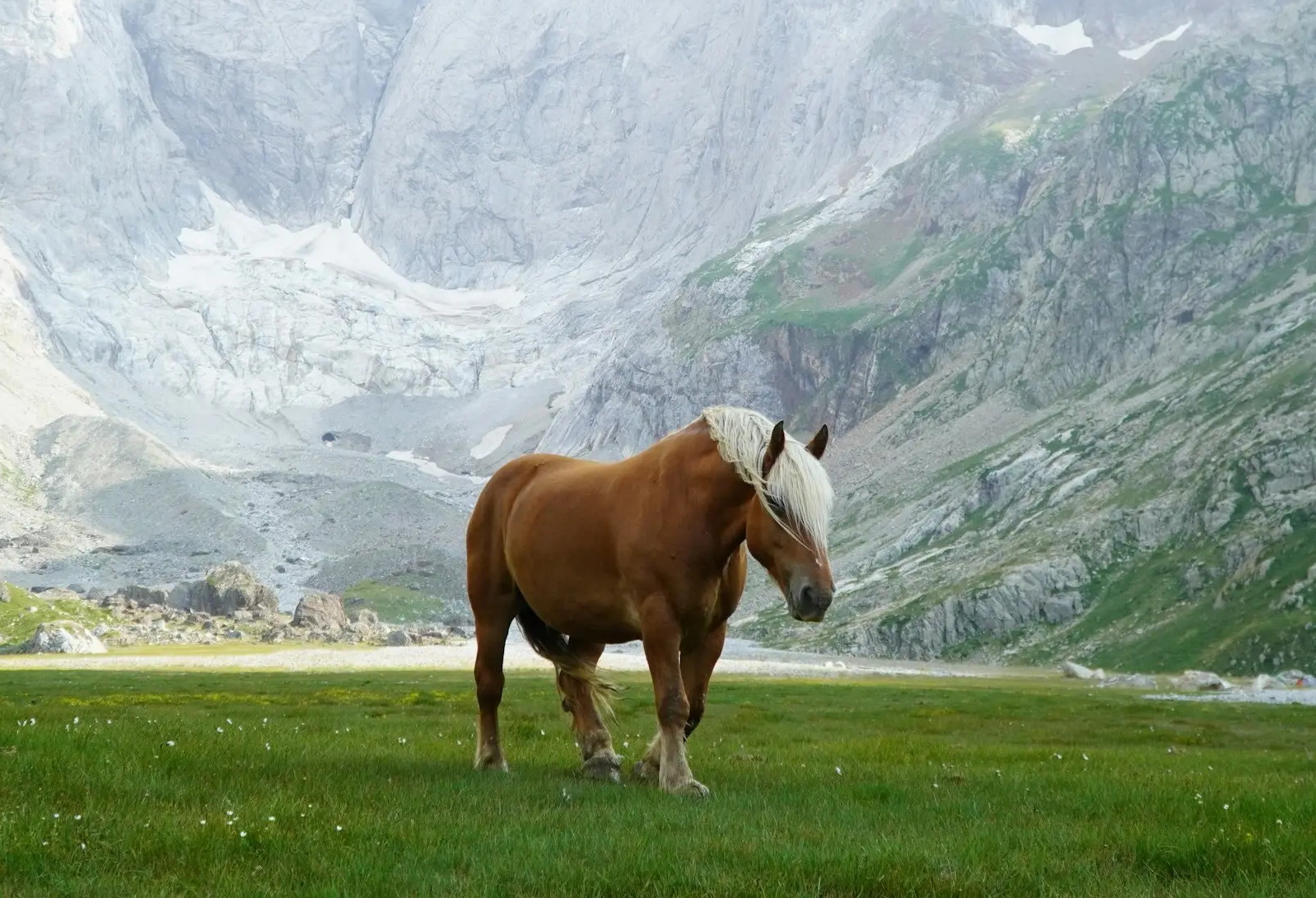 Chongtor Horse