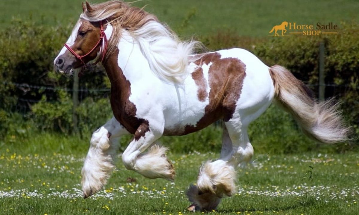 Clydesdale Horse