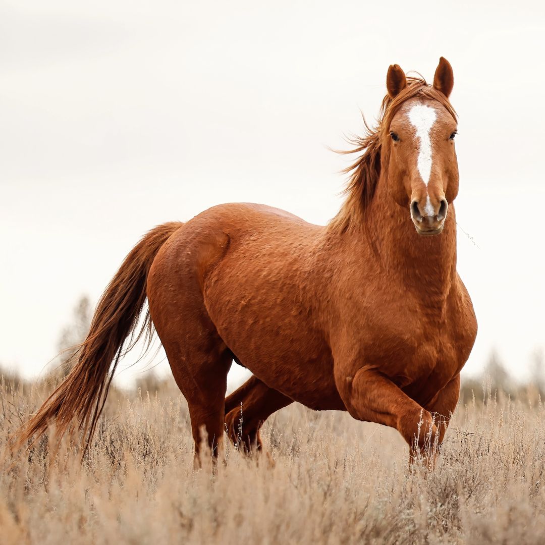 Mustang Horse