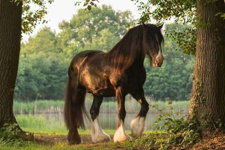Shire Horse