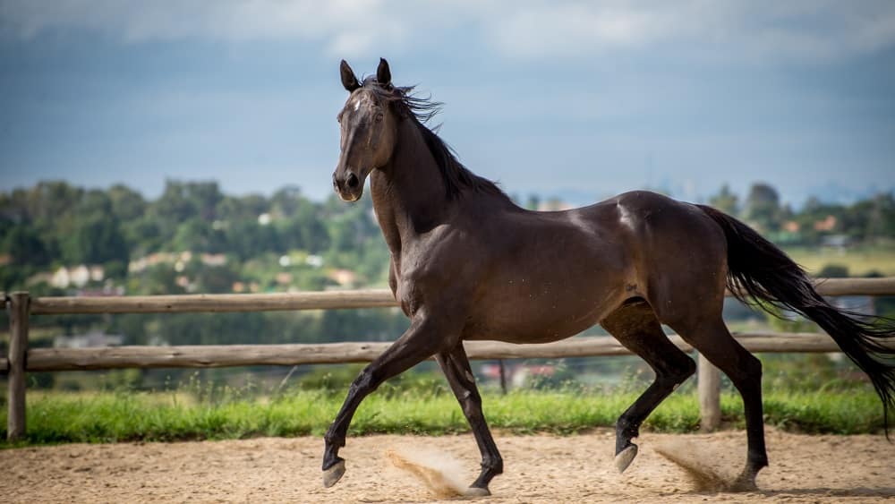 Thoroughbred Horse
